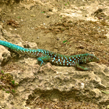 Aruba